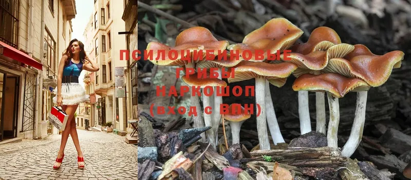 Псилоцибиновые грибы MAGIC MUSHROOMS  мега зеркало  Егорьевск  как найти наркотики 